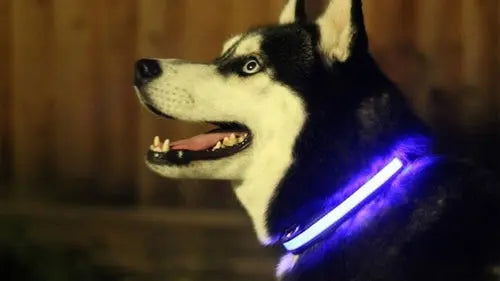 LED Light Up Dog Collar Act1ve Unlimited